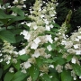 Hortenzija šluotelinė (Hydrangea paniculata) 'Great Escape'